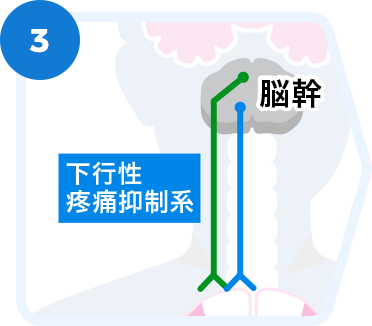 下降性疼痛抑制系とは？